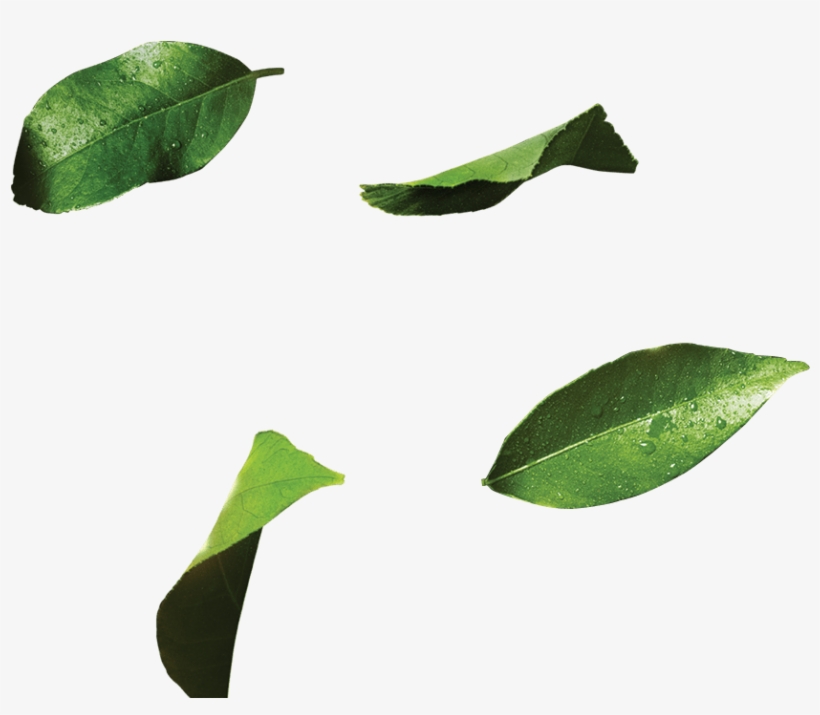 7up 7up 7up Pepsico - Datura Inoxia, transparent png