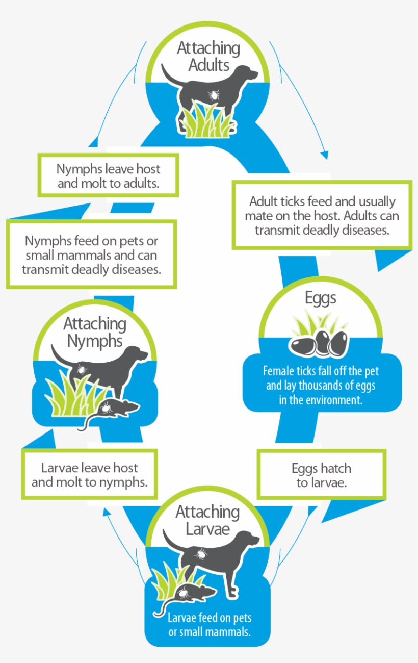 Tick Life Cycle - Diagram, transparent png