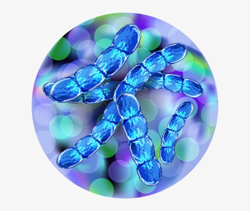 Current Clinical Trials Related To Vaccines - Streptococcus Pneumoniae, transparent png