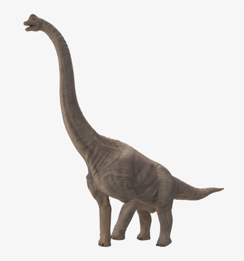 Sauropod Free Download Png Hq - Brachiosaurus Hd, transparent png