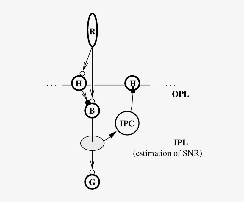Illustration Of The Hypothesis On The Interplay Between - Diagram, transparent png