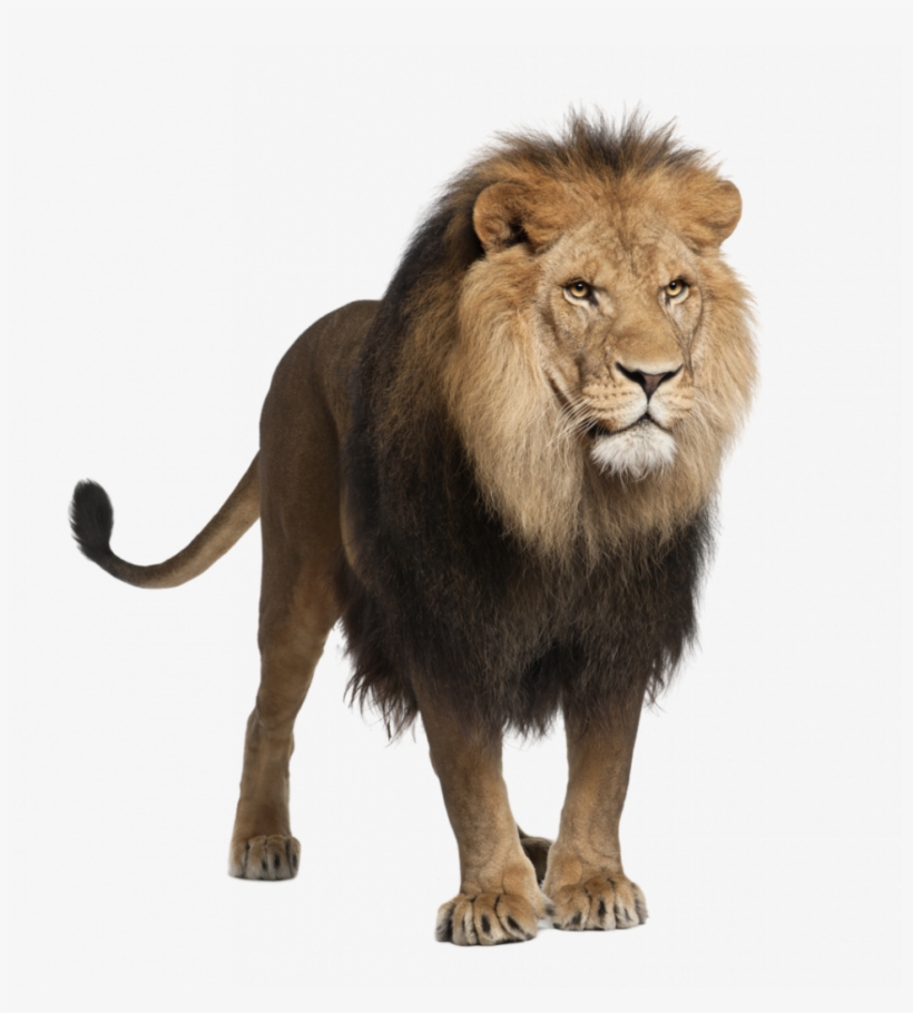 Unsurpassed Lions Photo Download Lion Png Images Free - Lion Stock, transparent png