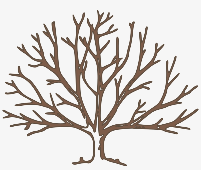Arbol Ramas Png, transparent png