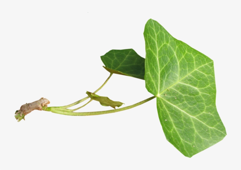Hojas-, transparent png