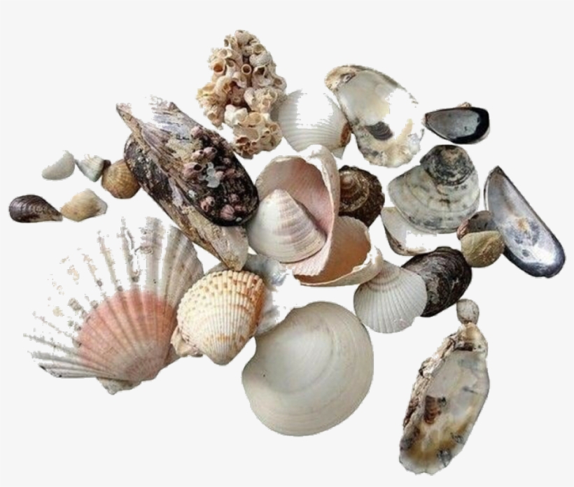 Moodboard Sticker - Shell, transparent png