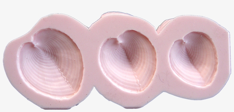 Cockle Shells - Hardwood, transparent png
