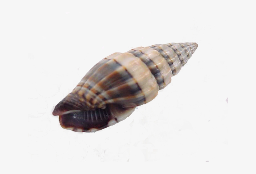 Costellaridae - Shells, transparent png