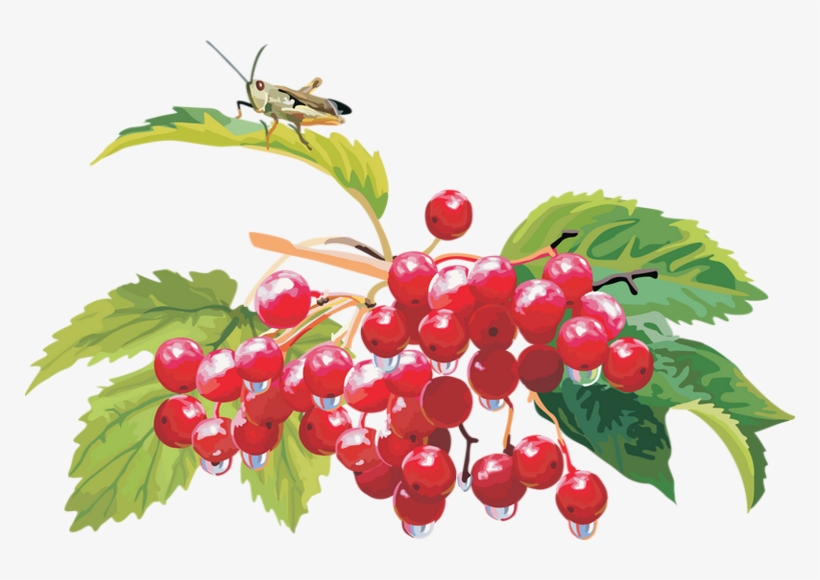 Frutti Di Bosco, transparent png