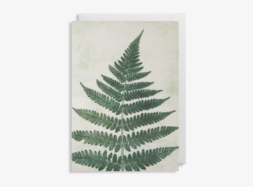 Ostrich Fern, transparent png
