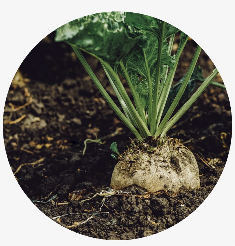 Sugar Beet - Applications Of Microbes In Agriculture Field, transparent png