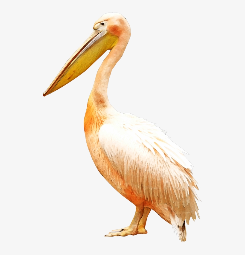 Clip Royalty Free Bird Pelican Clip Art - Bird, transparent png