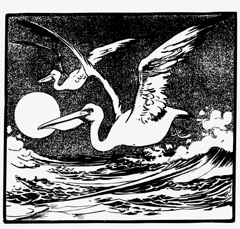 Pelicans Big Image Png - Duck, transparent png