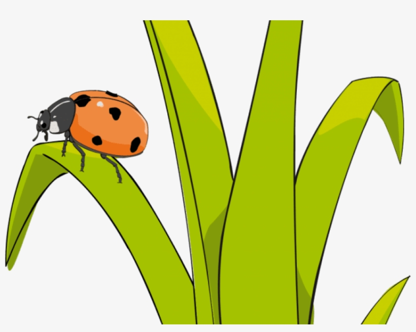 Lady Bug On Plant Clip Art, transparent png