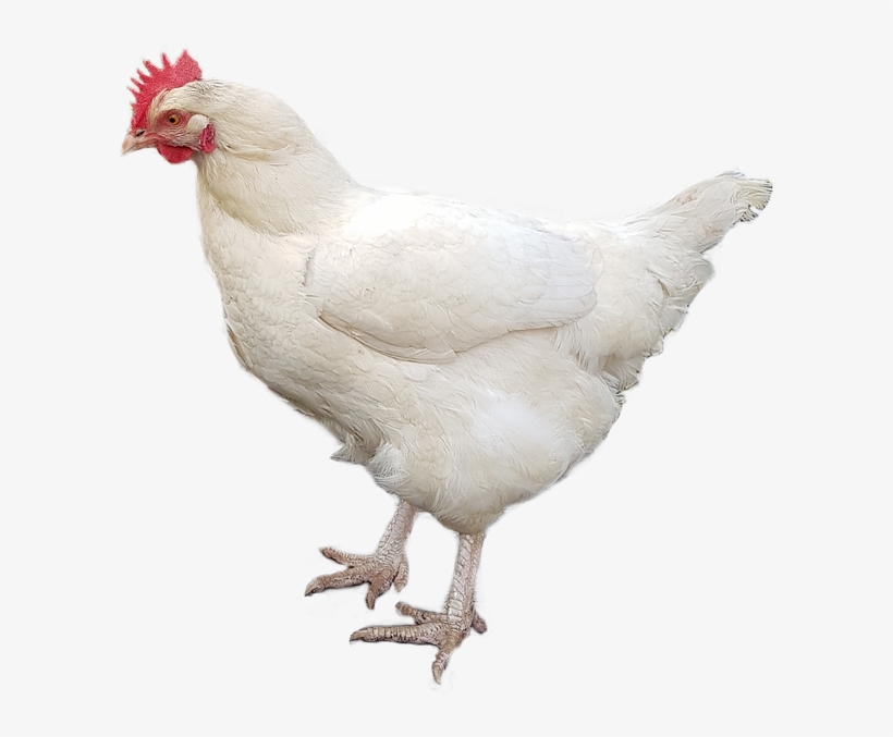 And No Design At All - Chicken, transparent png