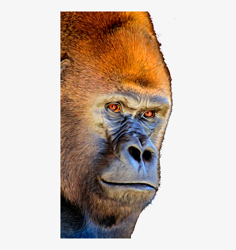Gorilla-cellphone - Orange Harambe #6, transparent png