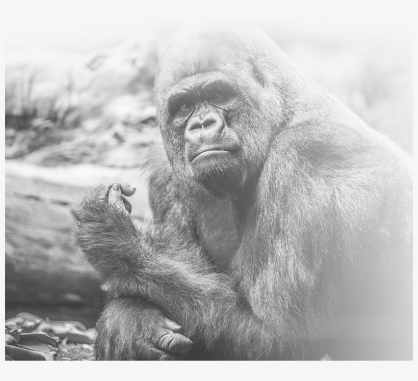 About Us - Common Chimpanzee, transparent png