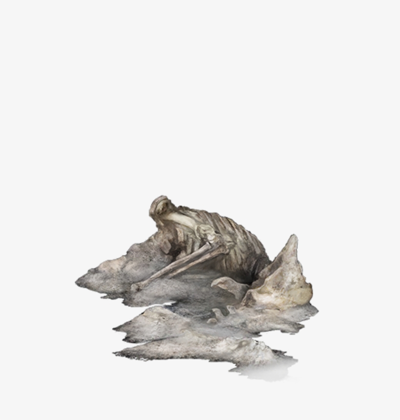 Driftwood, transparent png