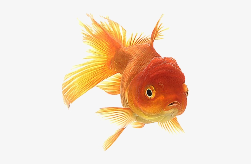 Goldfish Clipart File - Goldfish Animation, transparent png