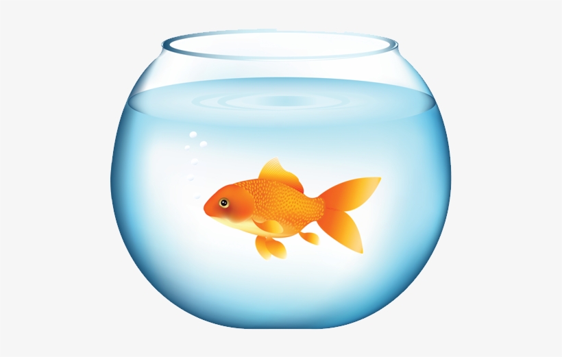 Goldfish, transparent png