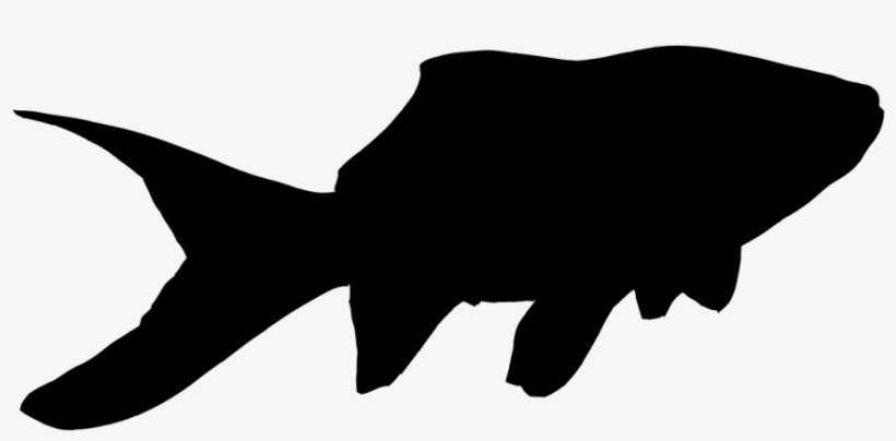 Goldfish Silhouette Goldfish Gangsta Goldfish - Silhouette Of A Goldfish, transparent png