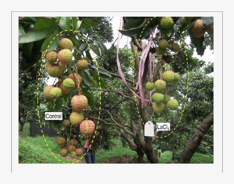 On-tree Fruit Clusters Treated With Water And Lacl - Fruit Tree, transparent png