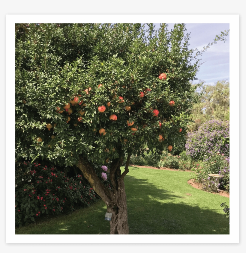 Pomegranate - Blood Orange, transparent png