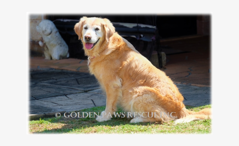 Donate To Petrescue - Golden Retriever, transparent png