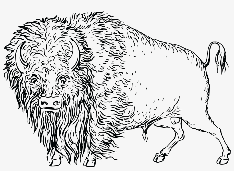 Free Clipart Of A Buffalo - Buffalo Clip Art Black And White, transparent png
