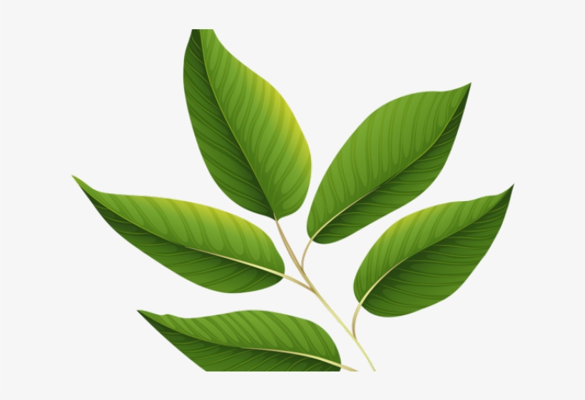 Green Leaves Clipart Jungle Leaf - Green Leaf Transparent Background, transparent png