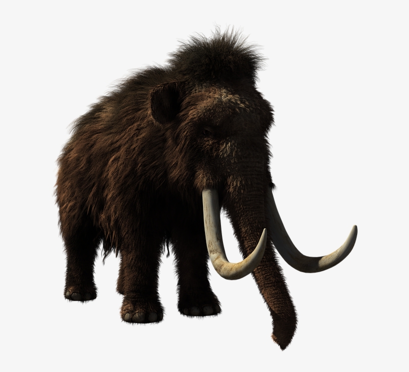 Baby Elephant - Woolly Mammoth, transparent png