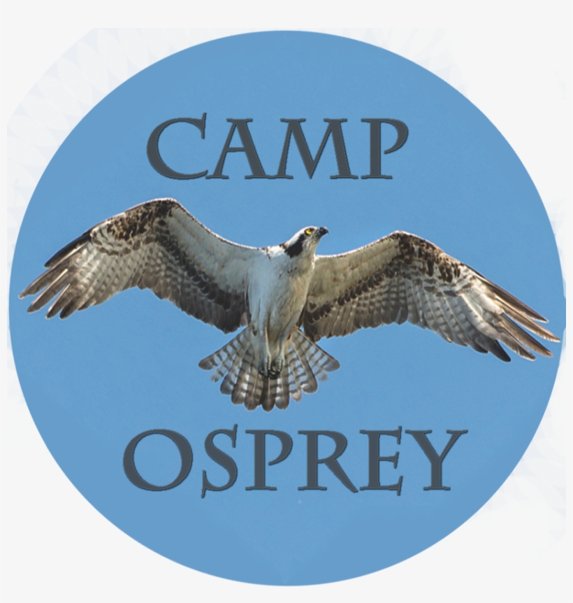 Prairie Falcon Clipart Baby Boy - Osprey, transparent png