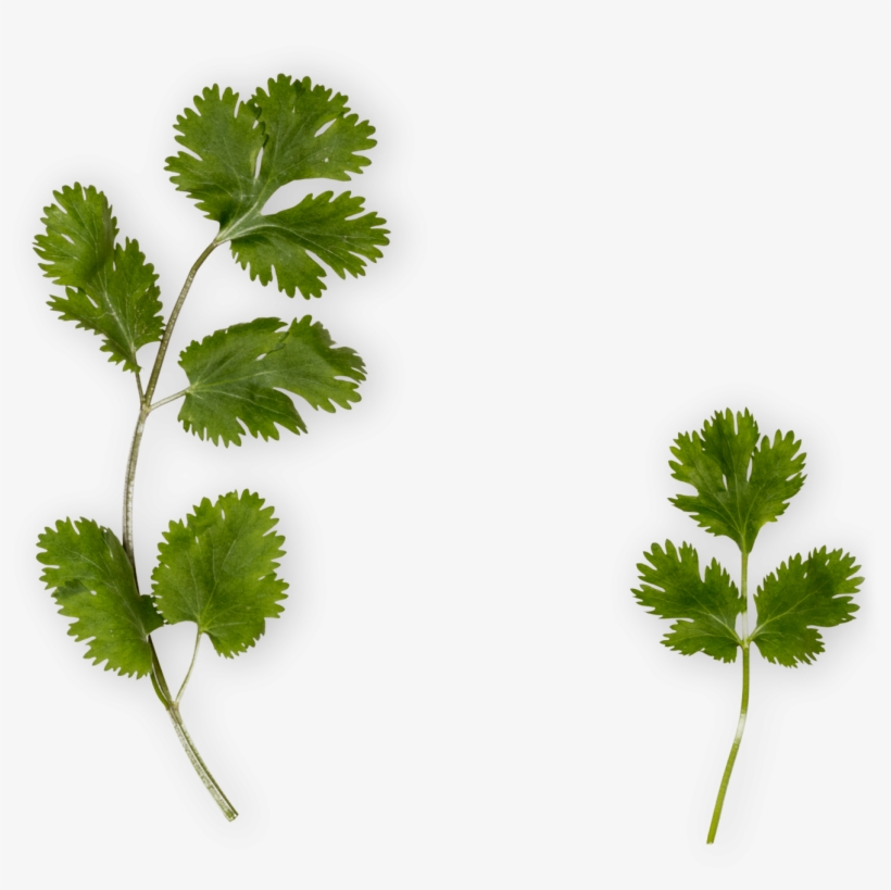 Cilantro Png - Parsley, transparent png