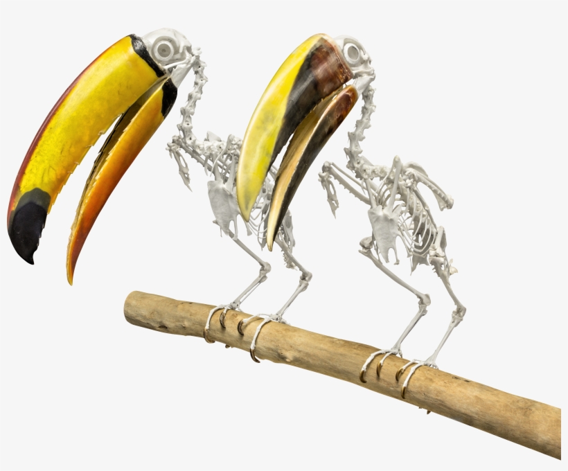 Toucans - Illustration, transparent png
