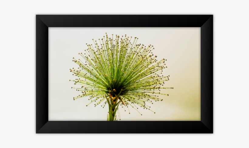 Quadro Floral - Picture Frame, transparent png