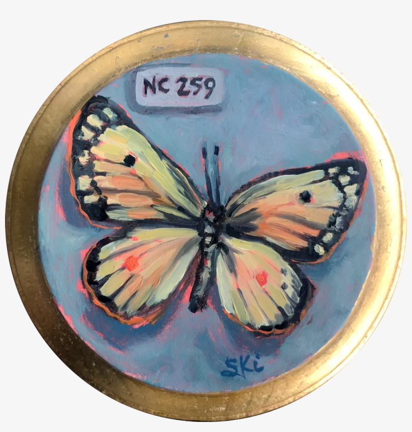 Nc 259 Butterfly - Brush-footed Butterfly, transparent png