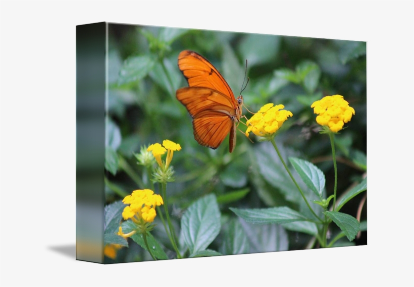 Butterflies On Flowers - Lycaenid, transparent png