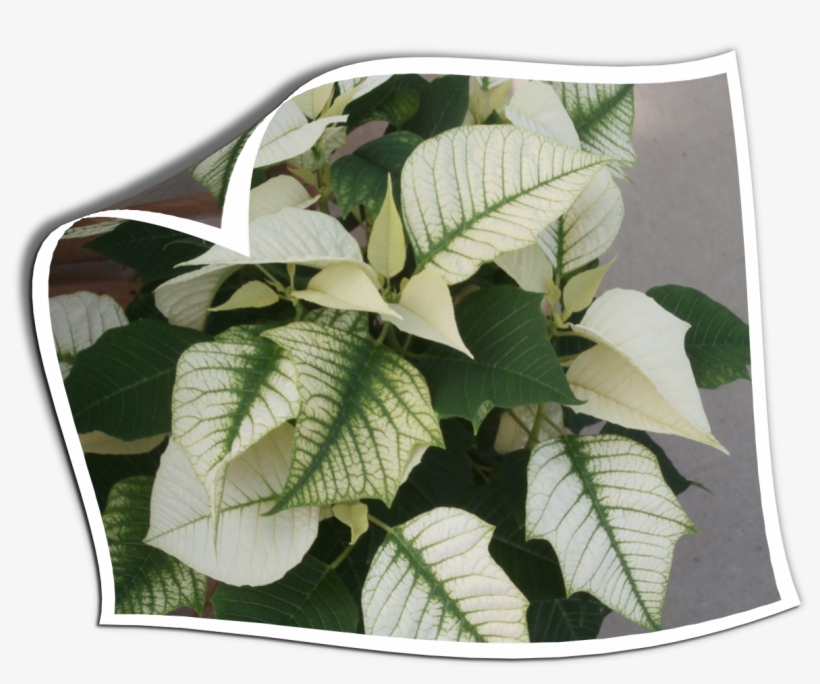 Holiday Plants Form Country Colors Opage Curl, transparent png
