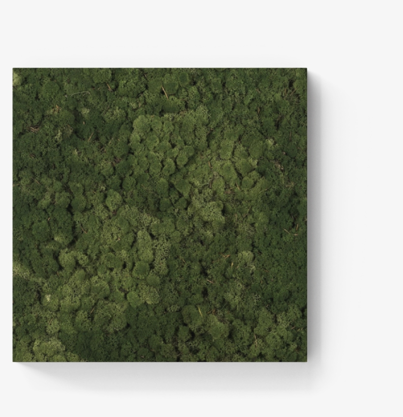 New To The Collection - Grass, transparent png