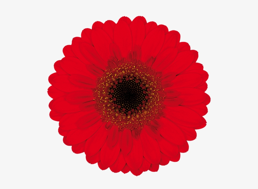 Nirvana® - Paper, transparent png