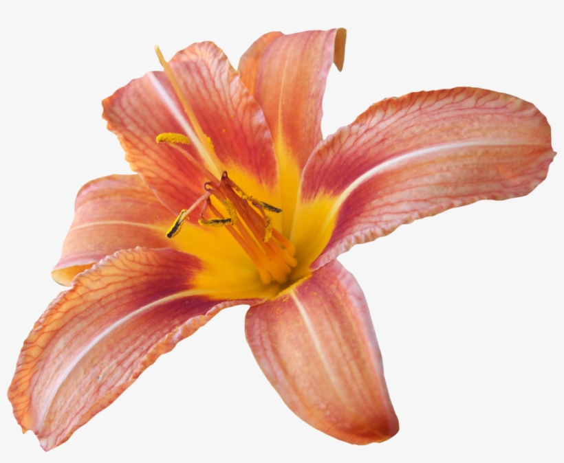 Lily Png - Transparent Background Lily Transparent, transparent png