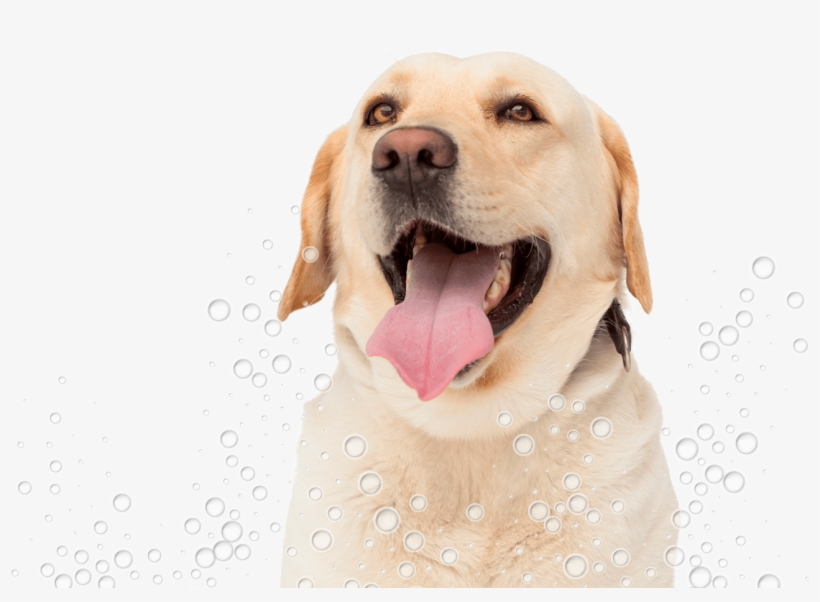 Conga´s Pet Grooming - Dog Yawns, transparent png