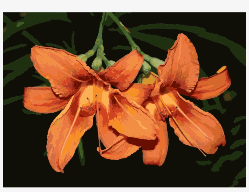 Orange Lily Flower Petal Daylily Plants - Daylily, transparent png