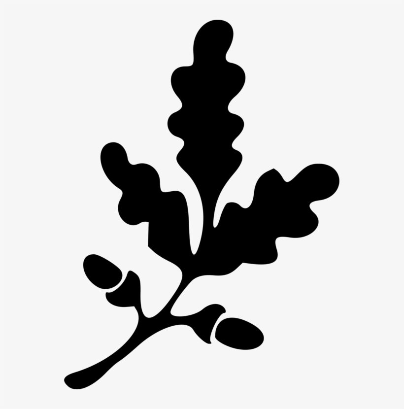 559 X 750 2 - Oak Leaf Clipart Black And White, transparent png