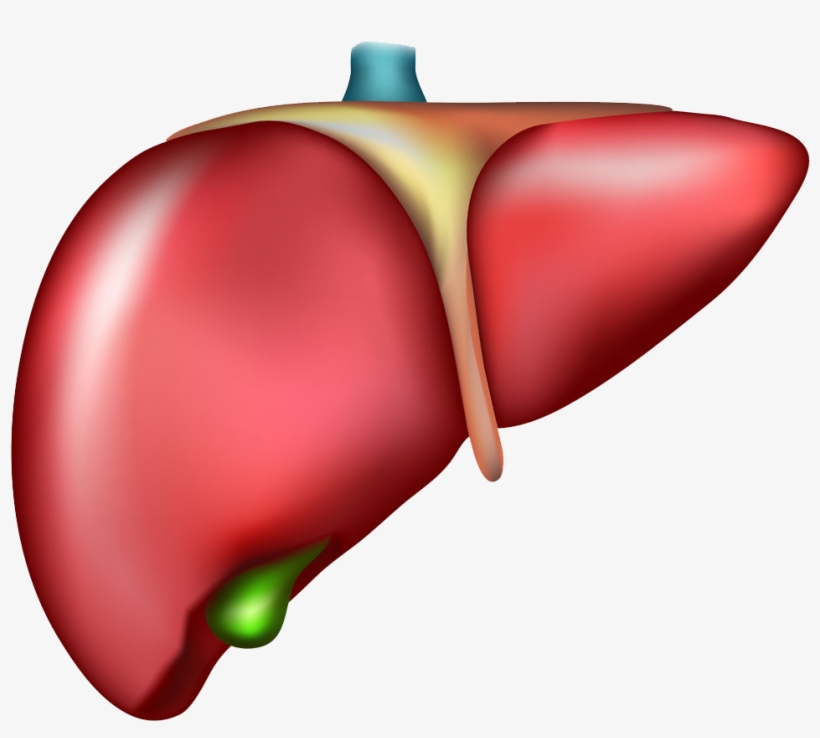 Liver Organ Cirrhosis Drawing - Liver With No Background, transparent png