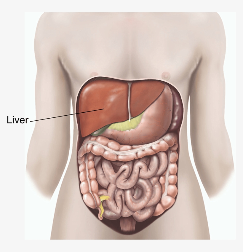 Are There Any Alternatives To A Liver Biopsy - Digestive System, transparent png