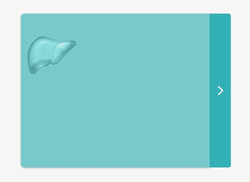 Liver Tumor Button - Sea Lion, transparent png
