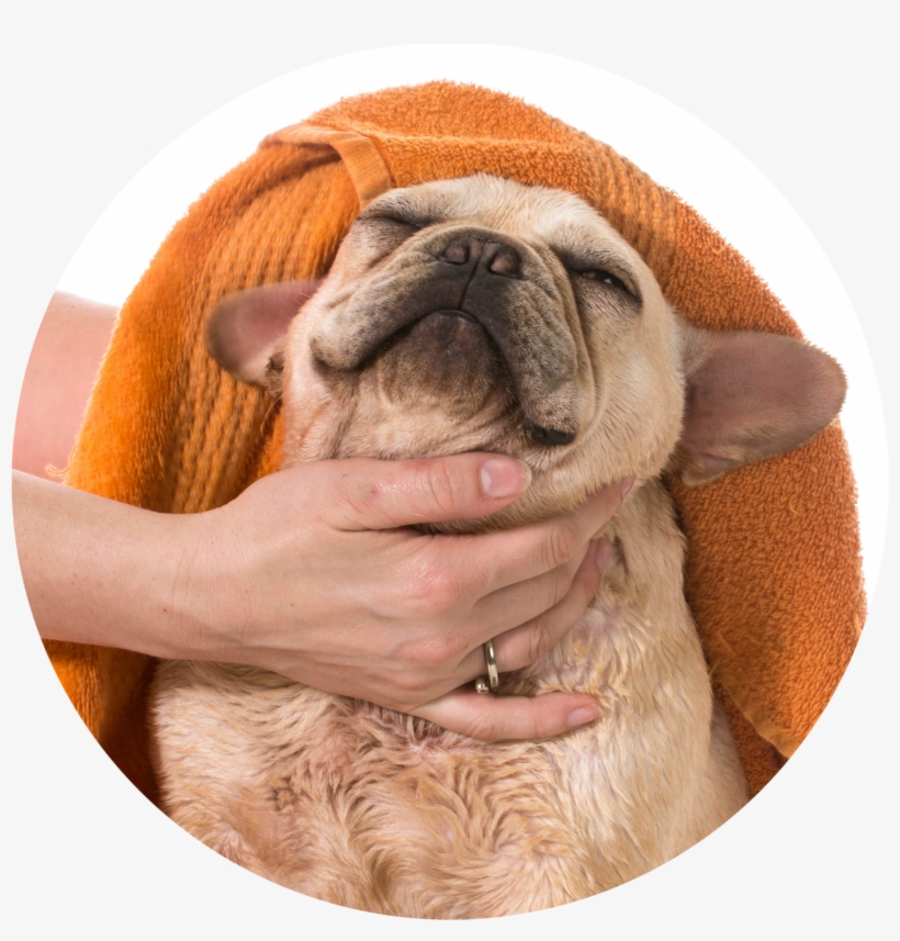 2m Dog Towel 20 Jul 2017 - Towel Drying A Dog, transparent png
