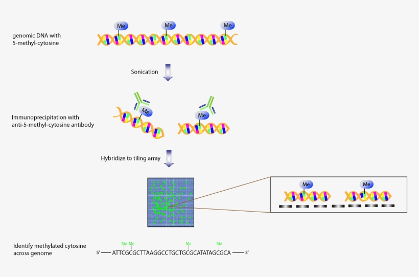 Chip Fig 4 - Tiling Arrays, transparent png