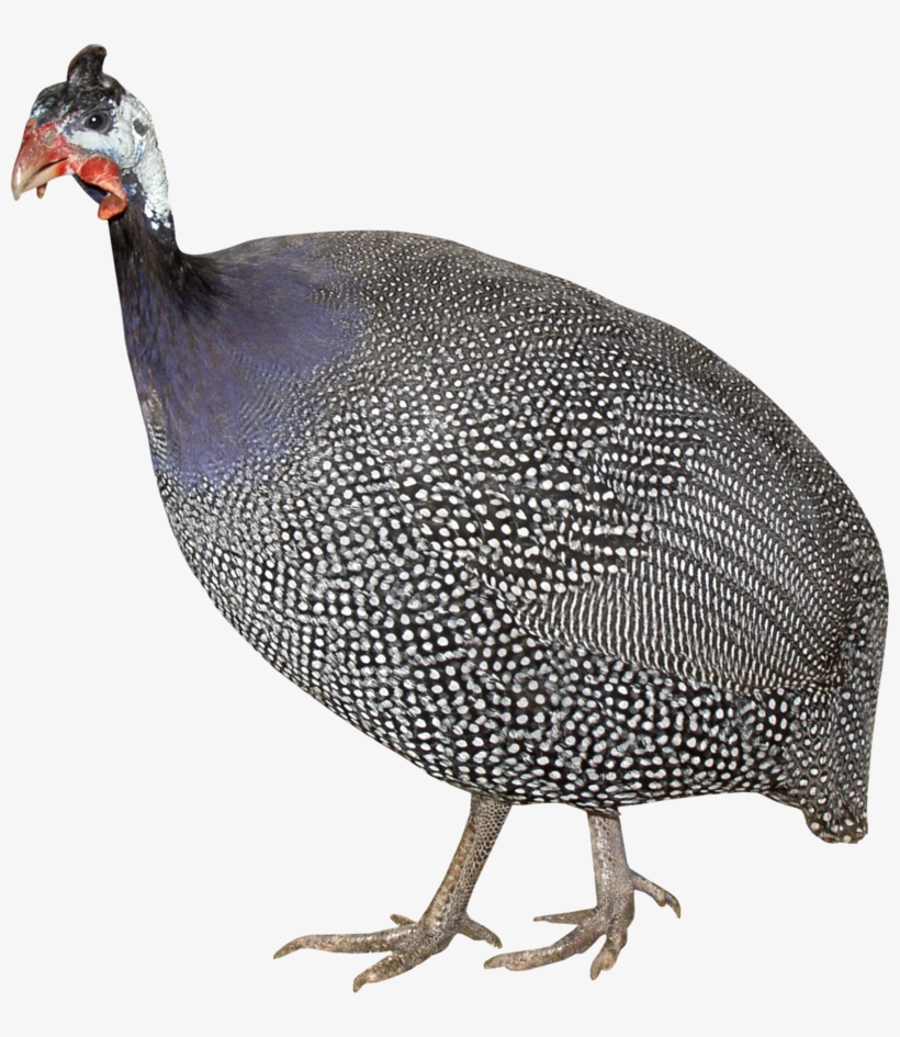 Turkey Bird Png, Download Png Image With Transparent - Индейка Клипарт, transparent png