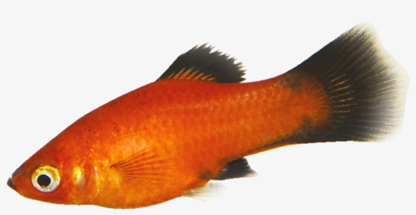 Tropical Fish - Goldfish, transparent png